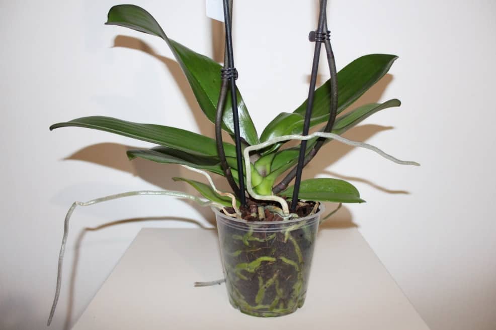 Полив орхидеи после пересадки в домашних условиях
